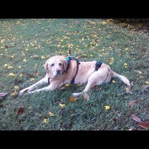 Help Em Up Harness for elderly dogs!